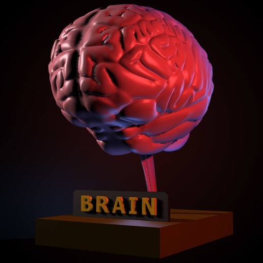 modelo del cerebro art el humano médico educativo de 3d 3D print model - Mito3D