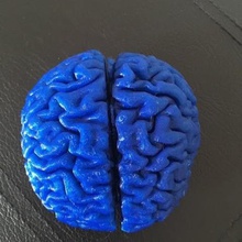 beyin modeli çeşitli bilim 3d print model - Mito3D
