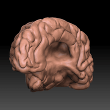 Gehirn verschiedene Wissenschaft 3d print model - Mito3D