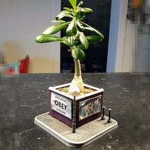 brickwall diorama planter art live they 3d print model - Mito3D