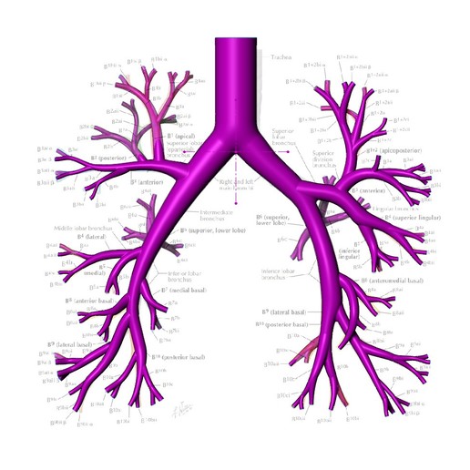 bronchial tree 3d printing model various bronchus anatomy lung respiratory biology education medical biomedical organ medicine prosthetic pulmonology pneumology respirology chest 3D print model - Mito3D