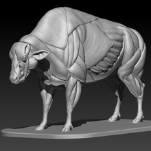 taureau muscles anatomie 3d print model - Mito3D