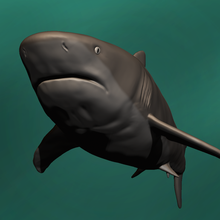 touro Tubarão animal caçador arte assassino peixe 3d print model - Mito3D