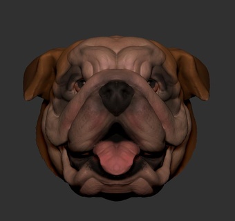 bouledogue animal chien buste tête fat jouet d'art ornements mignonne épique réaliste chiot 3d print model - Mito3D