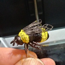 bumblebee art gioielli natura gli insetti 3d print model - Mito3D