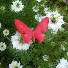 butterfly home decoration magnet magnets 3d print model - Mito3D