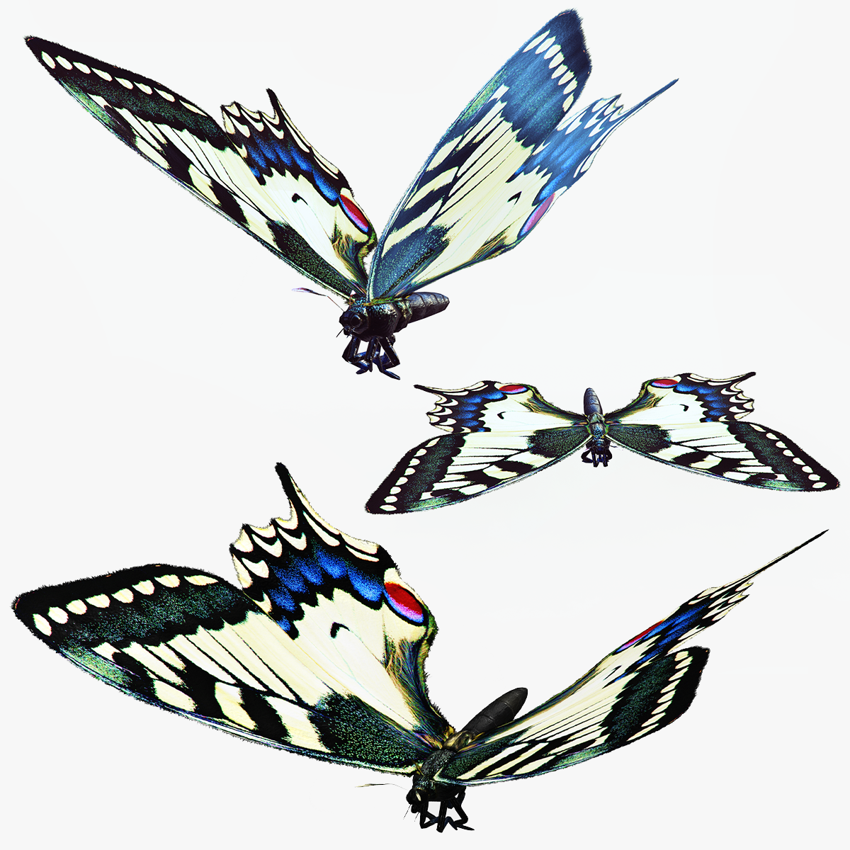 butterfly 3d model animated - printing obj fbx project create game ready download tags roaches naturecockroach madagascar nature cockroach cartoon natureflyfruit cockroaches naturecockro 3D print model - Mito3D