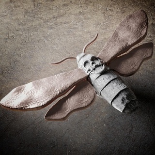 Schmetterling Zecher Motte Insekten Flügel 3d print model - Mito3D