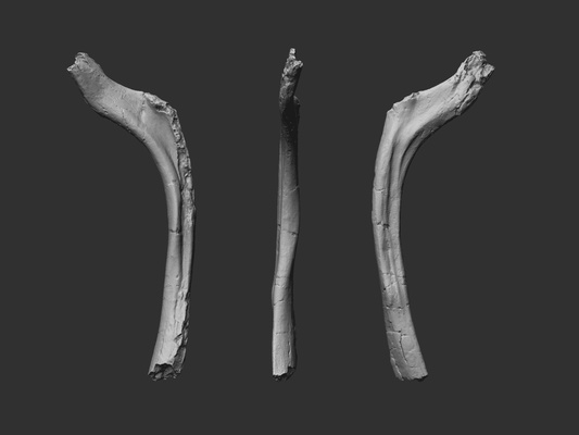 c d 39 edmontosauro dinosauro animale giurassico paleo museo mus scienza os osso fossile 3d print model - Mito3D
