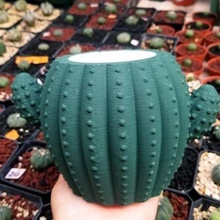 cactus pentola vaso fiori 3d print model - Mito3D
