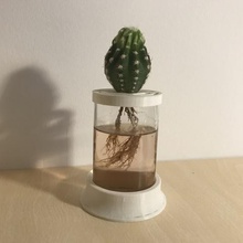 cactus pote a casa vaso de flores flor jar vidro garrafa reciclar echo cerveja botle hydrophonic hydro água 3d print model - Mito3D