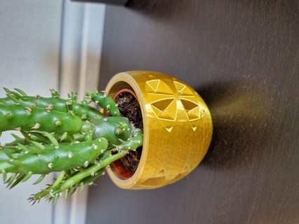 cactus pot vase 3d print model - Mito3D