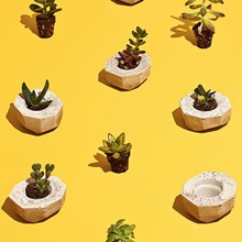 cactus potes projeto mayku casa 3d print model - Mito3D
