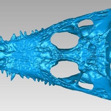 jacaré crânio jogos alligatoridae amniota Archosauria osso carnívoro crocodilo réptil semi aquatic animais 3d print model - Mito3D