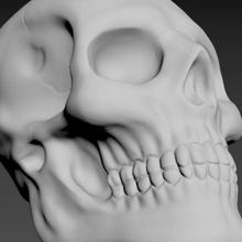 calavera Schädel sch del t ug ze nio cr-ne Kunst Knochen Skelett haykal eizmiun kostur g ji cranium zugaikotsu cr-nio kafatas 3d print model - Mito3D