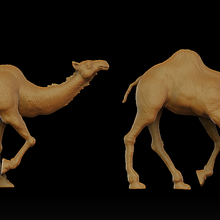 camel dromedary 7 3d print model - Mito3D