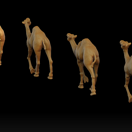 chameau dromadaire 8 3D print model - Mito3D