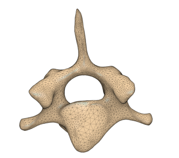 canino c7 vertebre cane medico colonna vertebrale cervicale 3d print model - Mito3D