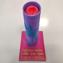 capillaire sanguin - blood capillary biology erythocyte physiology learning 3d print model - Mito3D