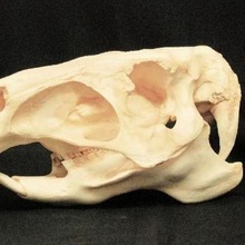 Capybara crâne 3d print model - Mito3D