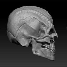 cardassian skull 3d print model - Mito3D