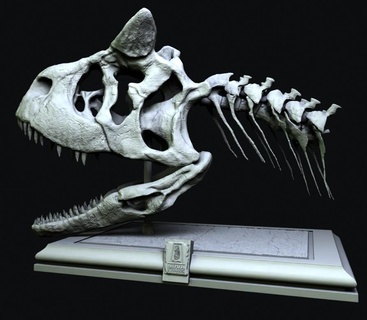carnotaurus crânio dinossauro modelo 3d paleontologia impressão entusiasta jurássico educacional Ciência Educação casa decoração colecionável fóssil réplica high detail digital baixar 3d print model - Mito3D