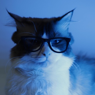 cat's glasses cat sunglasses meow party 3d print model - Mito3D