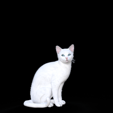 cat art figurina animali chat 3d print model - Mito3D