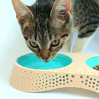 cat bowls Home cat cats bowl food feeder  3d print model - Mito3D