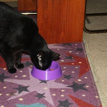 cat dish portion control bowl food feeder pets 3d print model - Mito3D