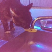 gato grifo de la fuente casa cocina comedor beber 3d print model - Mito3D