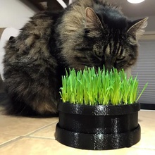 cat grass planter home pot wheat wheatgrass pets 3d print model - Mito3D