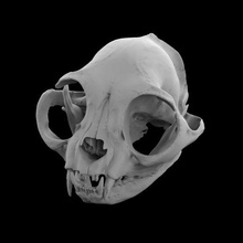 cat skull 3d print model - Mito3D