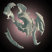 cat skull dearticulated 3d print model - Mito3D