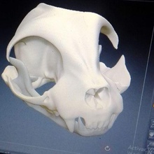 gato calavera art de los huesos biología cat el cráneo 3d print model - Mito3D