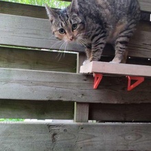 kedi merdivenler çit kediler Evcil Hayvanlar 3d print model - Mito3D