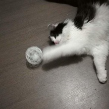 jouet de chat jeu la boule cat le rouleau d'accessoires 3d print model - Mito3D