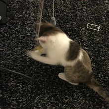 cat toy game 3d print model - Mito3D