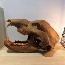 Höhlenbär-Schädel - ursus spelaeus verschiedene Tier Schädel Dinosaurier Vorgeschichte Höhle tragen lion der Paläontologie Kiefer Zähne Eis Alter 3d-drucken 3d 3d-Modell 3d print model - Mito3D