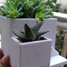 cement like succulent pot orangeteacher home 3d print model - Mito3D