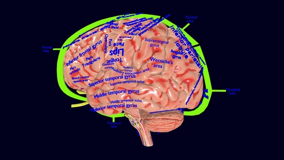 centrale nervoso sistema corteccia limbico basale gangli cervello stelo cervelletto grigio cerebrale importa craniale pon mesencefalo midollo 3d print model - Mito3D