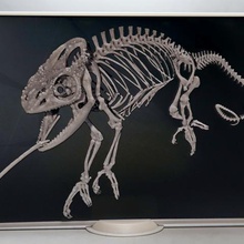 chameleon 3d various 3dlito camaleon cuadro dibujo3d esqueleto frame marco relief relieve skeleton soporte 3d print model - Mito3D
