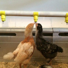 frango sistema de rega a casa animais estimação galinhas aves 3d print model - Mito3D