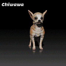 chihuahua chiwawa cane razza canino 3d Stampa modello animale domestico doberman pinscher 3d print model - Mito3D