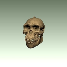 şempanze kafatası Sanat kafatasları 3dskull hayvan 3dchimp 3d print model - Mito3D