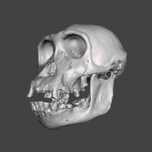 chimpansee cráneo - pan troglodytes verus art homínido el chimpancé la reconstrucción esun3d mandibula en maxilar superior cabeza de los huesos dicom tomografía computarizada animal 3d print model - Mito3D