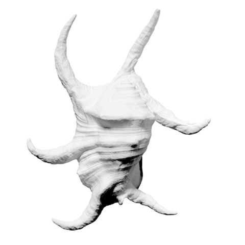 chiragra spider conch various 3D print model - Mito3D