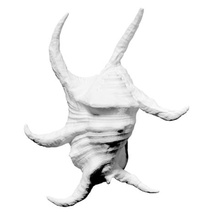 chiragra spider conch various 3d print model - Mito3D