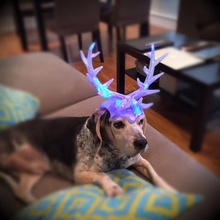 christmas antlers tool illumination led lights pet puppy sculpture 3d printing 3d print model - Mito3D