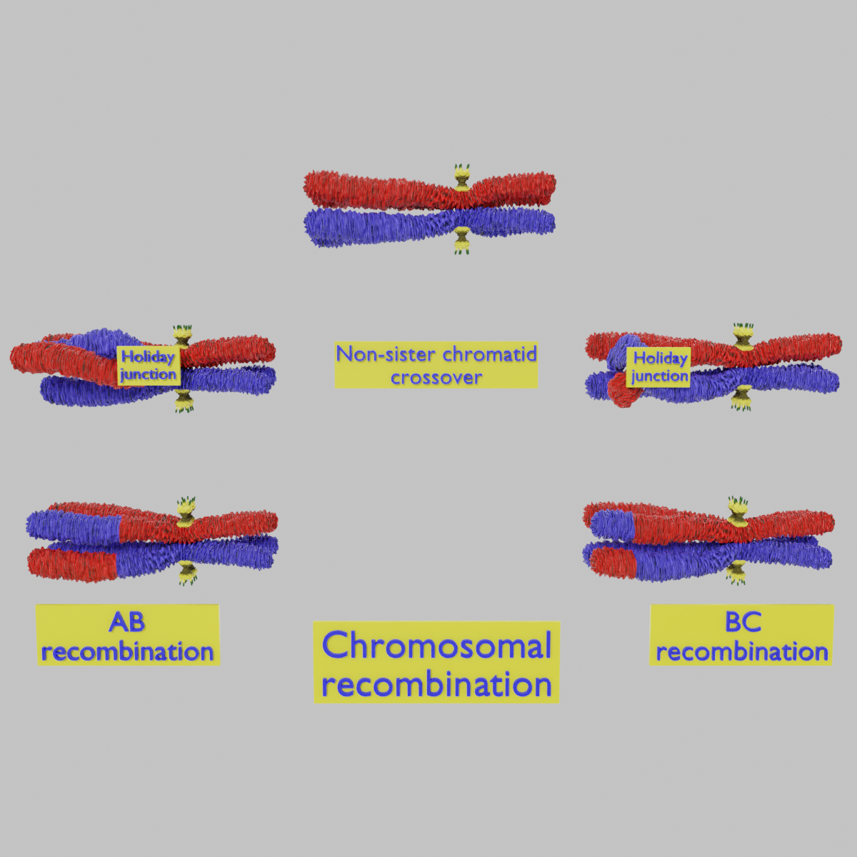 chromosome genetic recombination blender 3d genes science medical human homologous 3D print model - Mito3D